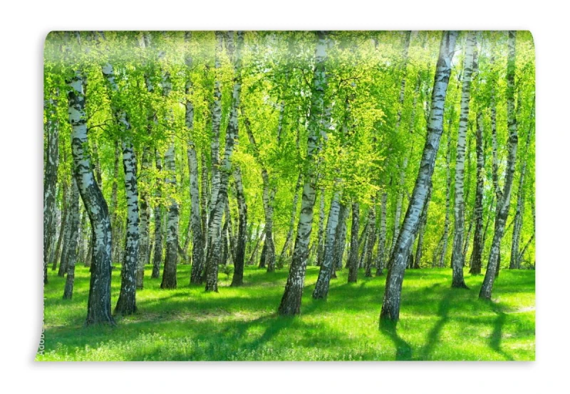 fototapeta brzozowy las w sloneczny dzien