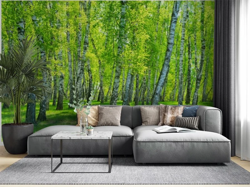 fototapeta brzozowy las w sloneczny dzien