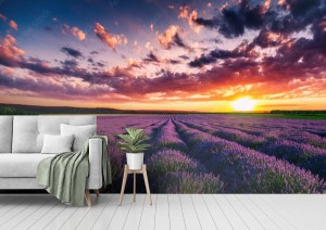 fototapeta kwitnace pola kwiatow lawendy w niekonczacych sie