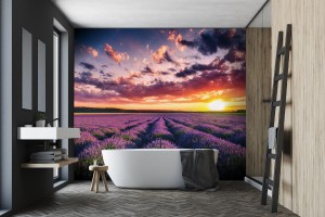 fototapeta kwitnace pola kwiatow lawendy w niekonczacych sie