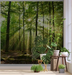 fototapeta las w promieniach slonca