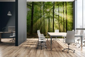 fototapeta las w promieniach slonca