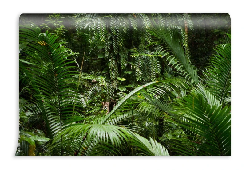 fototapeta lasu deszczowego