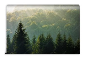 fototapeta swierk las na mglisty wschod slonca w gorach