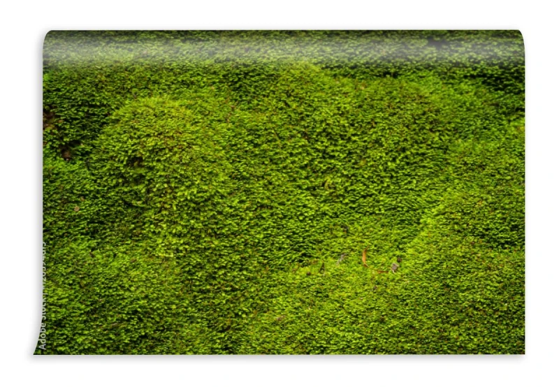 fototapeta naturalny mech