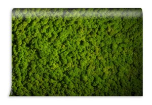 fototapeta sciana z mchu renifera zielona dekoracja