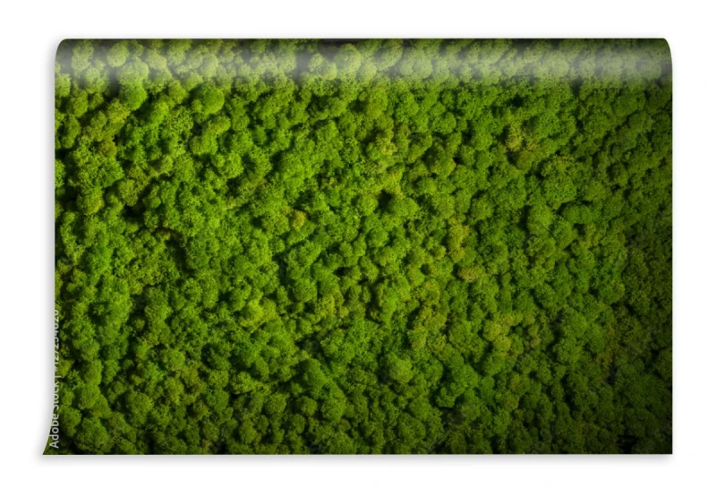 fototapeta sciana z mchu renifera zielona dekoracja