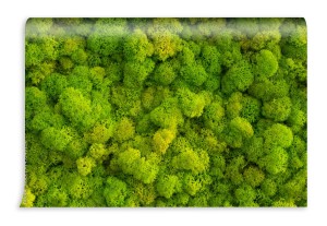 fototapeta tlo mech z porostow reniferow cladonia ra