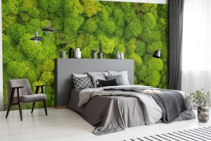 fototapeta tlo mech z porostow reniferow cladonia ra