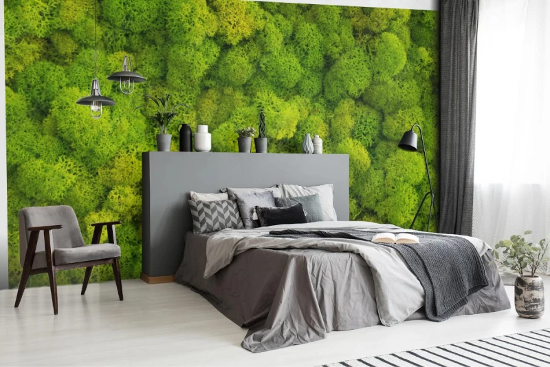 fototapeta tlo mech z porostow reniferow cladonia ra