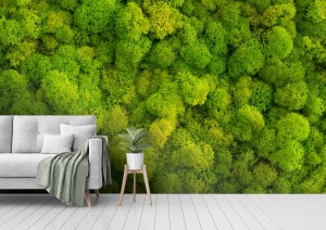 fototapeta tlo mech z porostow reniferow cladonia ra