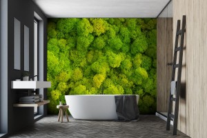 fototapeta tlo mech z porostow reniferow cladonia ra
