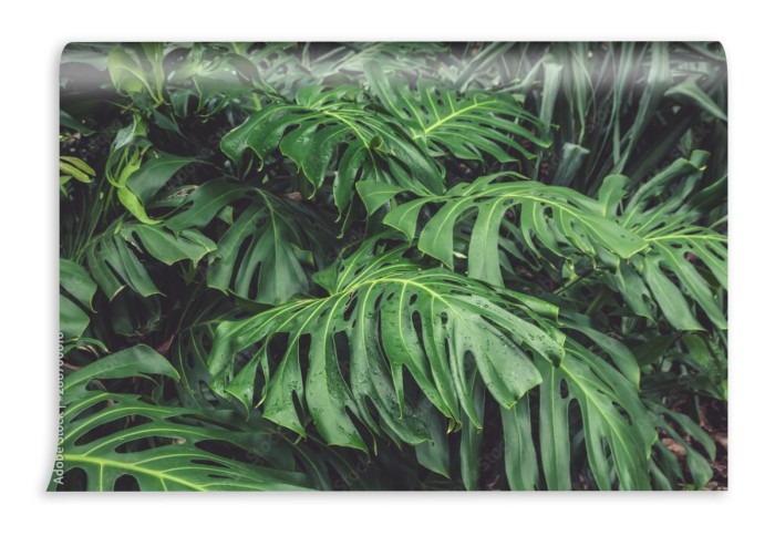 fototapeta zielone liscie filodendronu monstera rosliny r