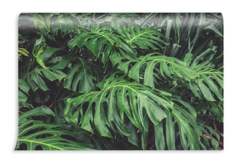 fototapeta zielone liscie filodendronu monstera rosliny r