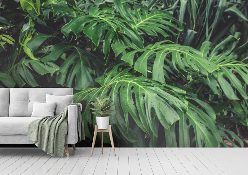 fototapeta zielone liscie filodendronu monstera rosliny r