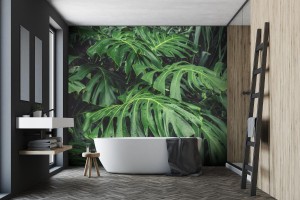 fototapeta zielone liscie filodendronu monstera rosliny r