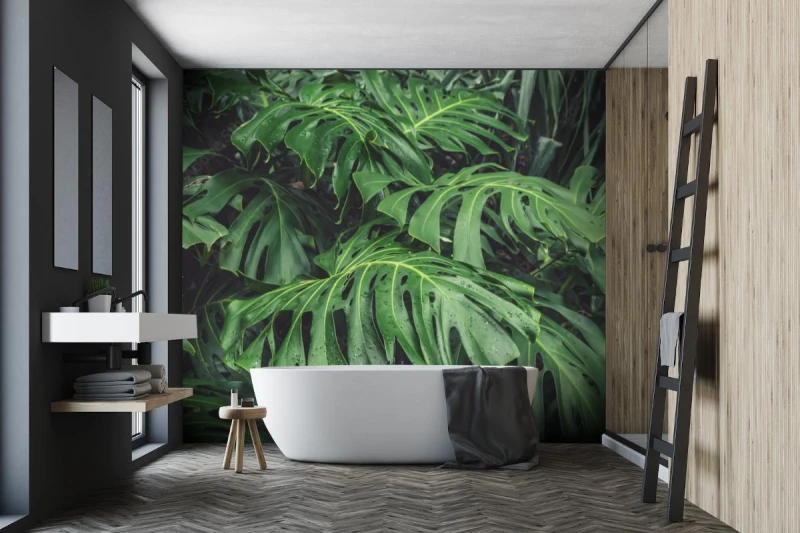 fototapeta zielone liscie filodendronu monstera rosliny r