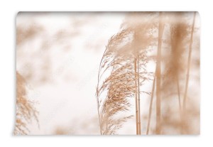 fototapeta trawy pampasowe