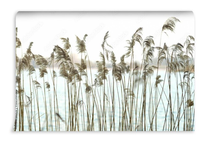 fototapeta trzcina na brzegu jeziora phragmites