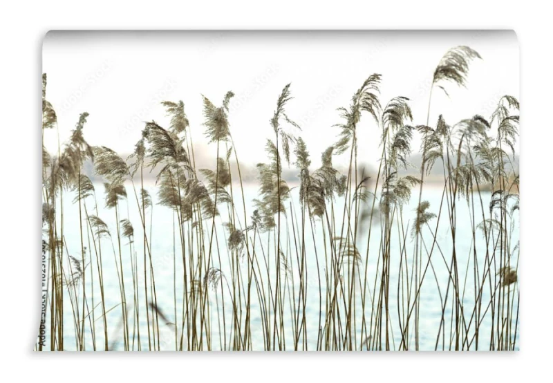 fototapeta trzcina na brzegu jeziora phragmites