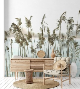 fototapeta trzcina na brzegu jeziora phragmites