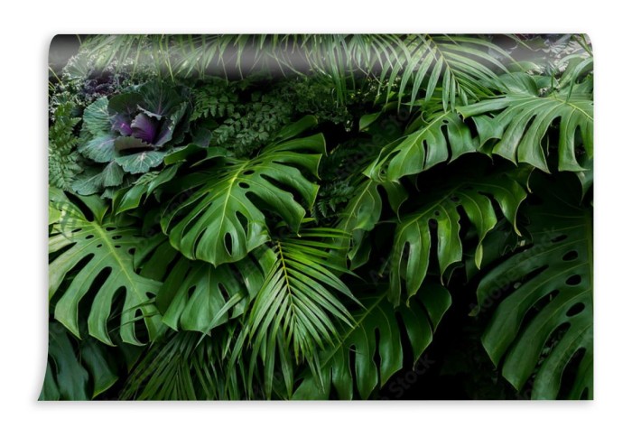 fototapeta zieleni tropikalni liscie monstera paproc i p
