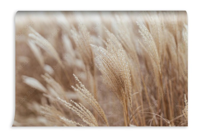 fototapeta naturalne trawy