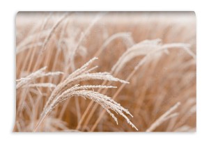 fototapeta naturalne trawy