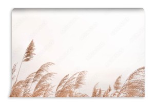 fototapeta pampas grass outdoor in light