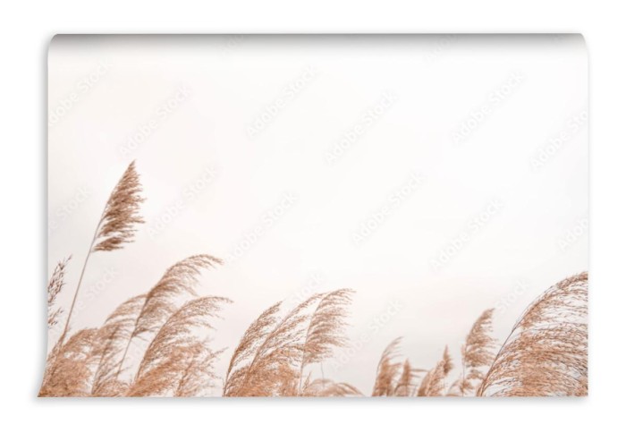 fototapeta pampas grass outdoor in light