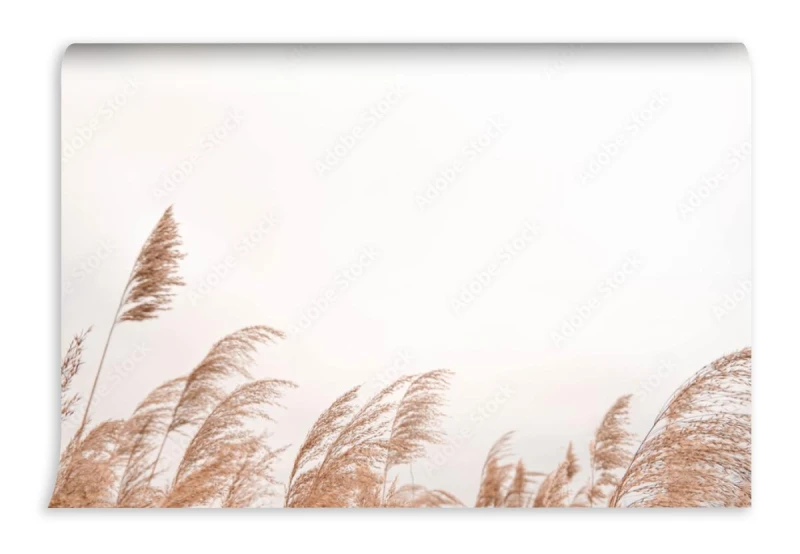 fototapeta pampas grass outdoor in light