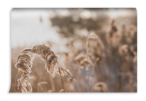 fototapeta trawy pampasowe