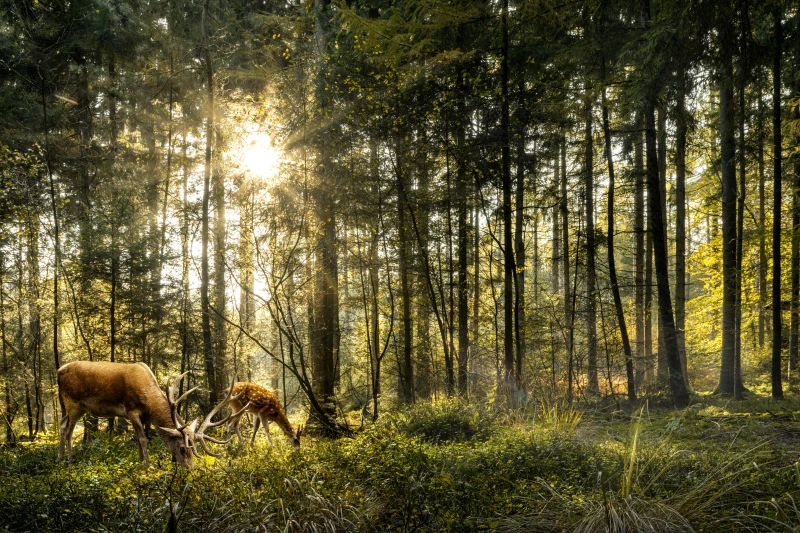 fototapeta w lesie świeci slońce i pasą się sarny