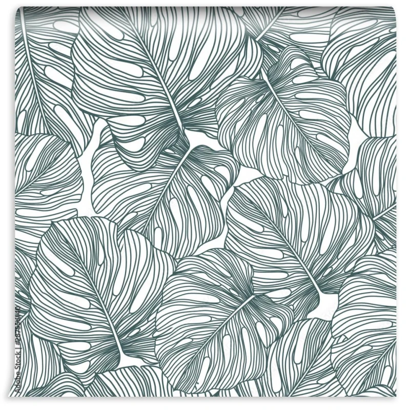 fototapeta delikatna monstera tropikalny lisc