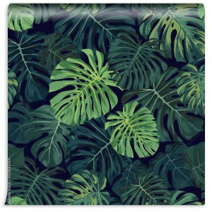 fototapeta tropikalny wzor z zielona monstera palma na ci