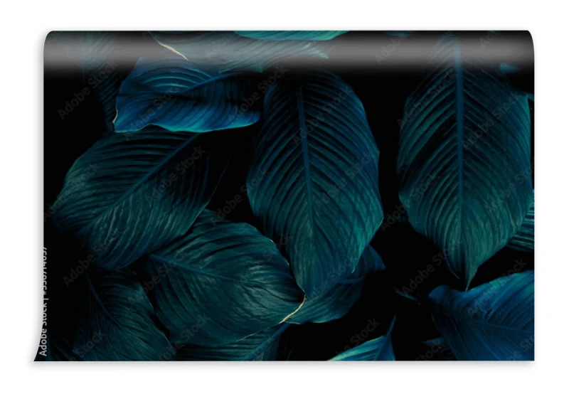 fototapeta liscie spathiphyllum cannifolium streszczenie