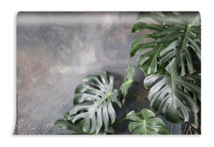 fototapeta monstera na betonie