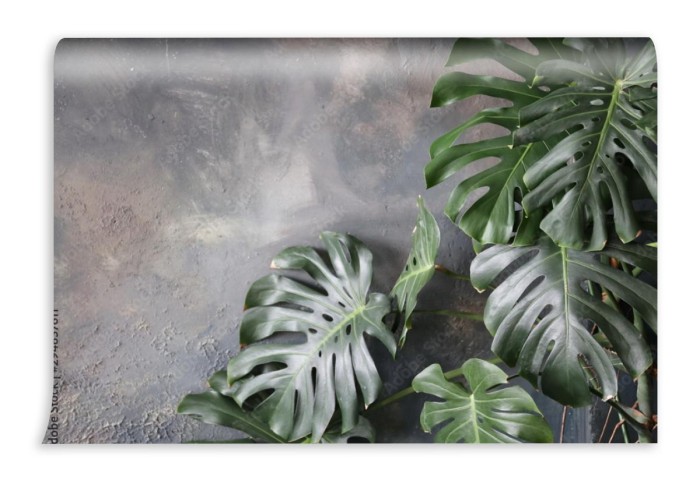 fototapeta monstera na betonie