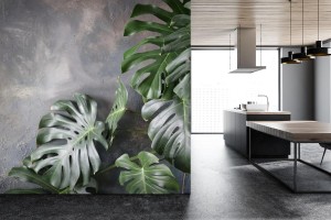 fototapeta monstera na betonie