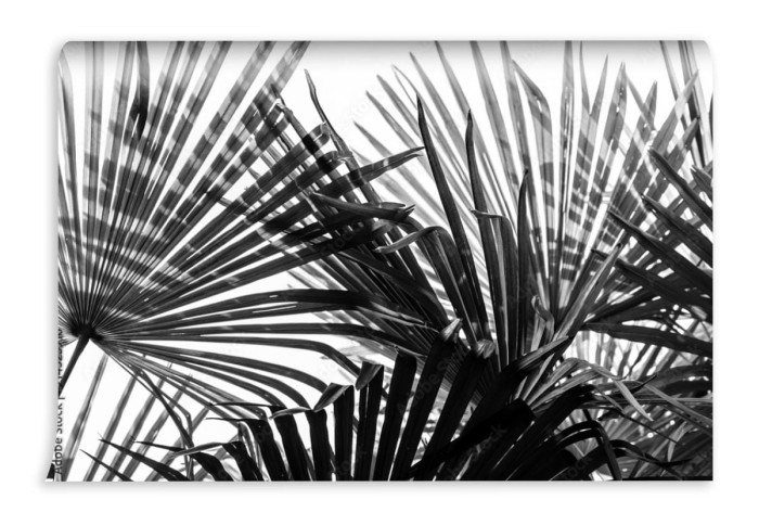 fototapeta palma pozostawia tlo