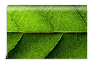 fototapeta tlo makro lisci