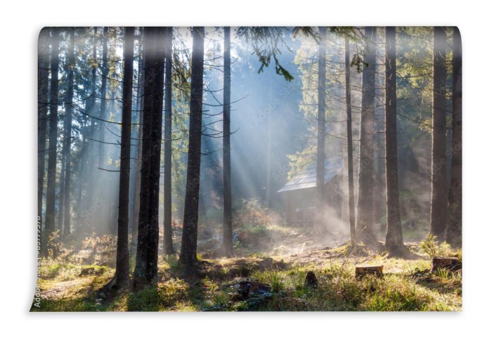 fototapeta drzewa i promienie slonca w lesie