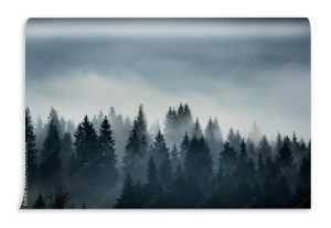fototapeta drzewa iglaste we mgle na wyzynach zdjecie w s