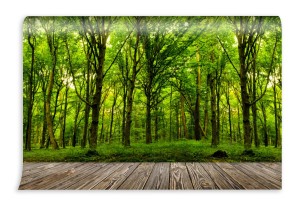 fototapeta drzewa lesne