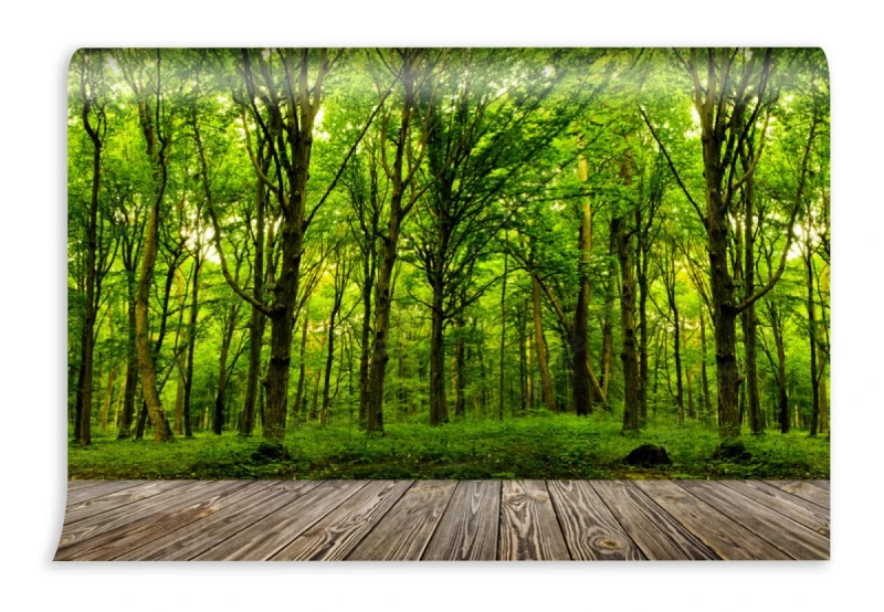 fototapeta drzewa lesne
