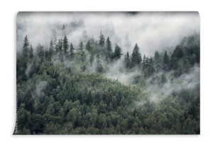 fototapeta drzewa w porannej mgle widok na mglisty las