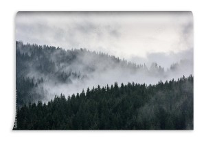 fototapeta gesty las sosnowy w porannej mgle