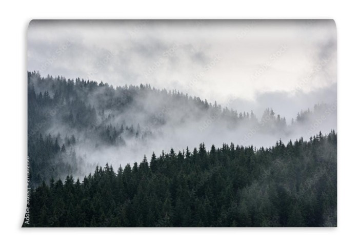 fototapeta gesty las sosnowy w porannej mgle