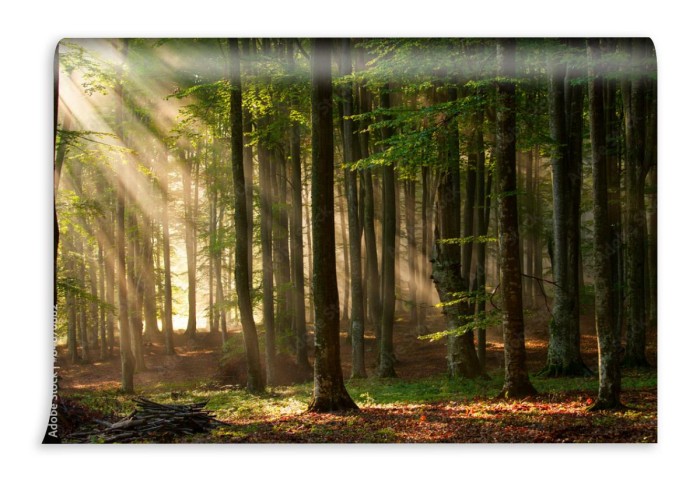 fototapeta jesienne drzewa lesne natura zielone drewno