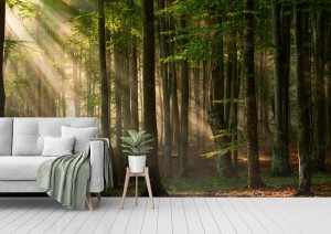 fototapeta jesienne drzewa lesne natura zielone drewno